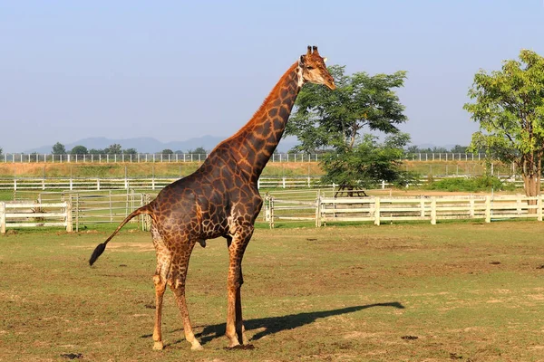 動物園のアフリカキリンの写真です — ストック写真