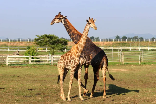 Foto Girafa Africana Zoológico — Fotografia de Stock