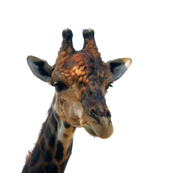 Close Girafa Isolada Sobre Fundo Branco — Fotografia de Stock