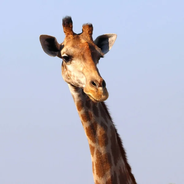 動物園でのアフリカキリンのクローズアップは — ストック写真