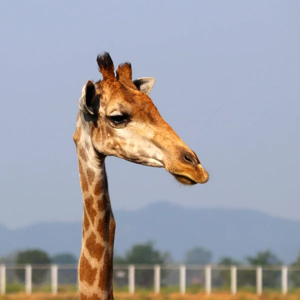 動物園でのアフリカキリンのクローズアップは — ストック写真