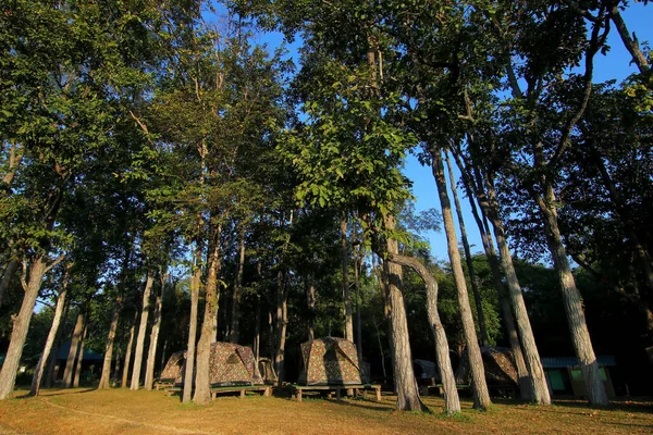 Kampeertenten Buitencamping Met Een Natuurlijke Achtergrond — Stockfoto