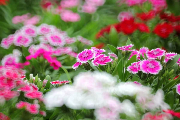 Renkli Dianthus Çiçekleri Bahçede Çiçek Açar — Stok fotoğraf