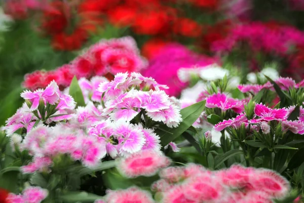 Kolorowe Kwiaty Dianthus Kwiat Ogrodzie — Zdjęcie stockowe