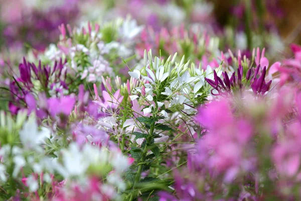 Hermosa Flor Araña Cleome Spinosa Flor Jardín — Foto de Stock