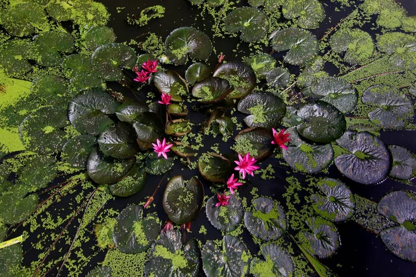 Schöne Rote Lotusblume Teich — Stockfoto