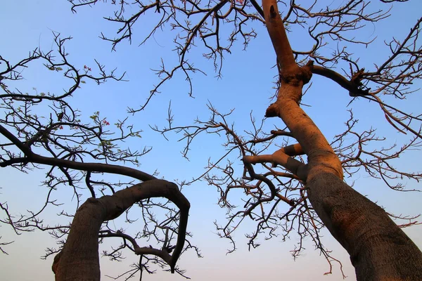 美しい空を背景に死んだ木の写真 — ストック写真