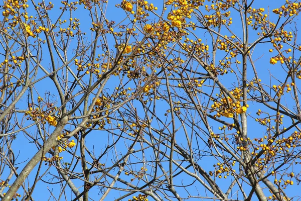 Ramas Árboles Con Hermoso Fondo Del Cielo —  Fotos de Stock