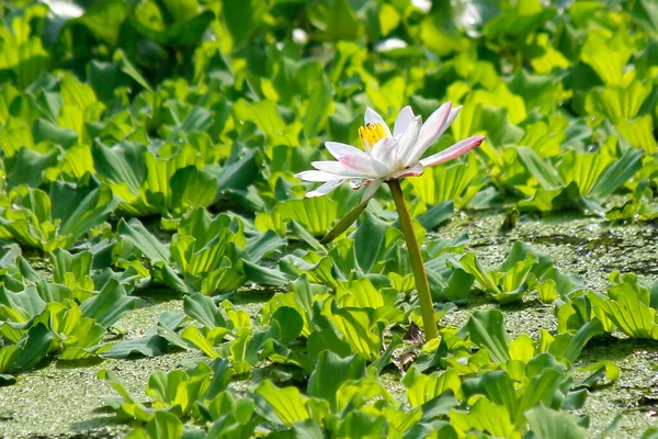 Vacker Vit Näckros Eller Lotusblomma Damm — Stockfoto