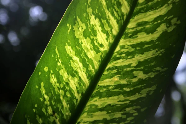 Primer Plano Hoja Verde Como Fondo Textura —  Fotos de Stock