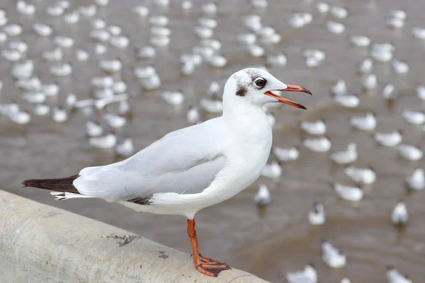 Foto Des Möwenvogels Auf Dem Brückengeländer — Stockfoto