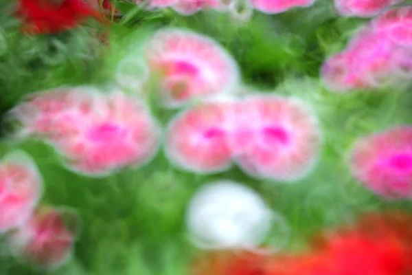 Foto Borrosa Flores Colores Jardín —  Fotos de Stock