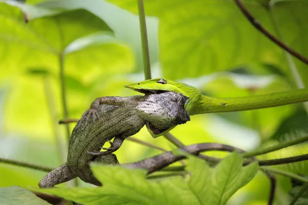 Foto Cobra Verde Come Lagarto — Fotografia de Stock