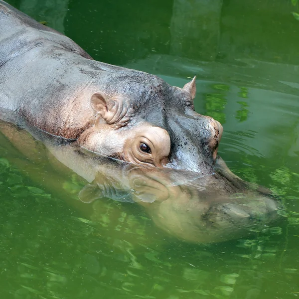 Hippopotamus — Stock Photo, Image