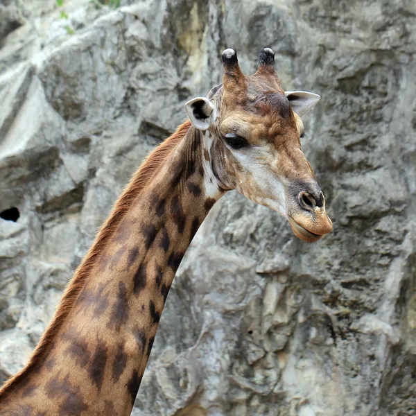 Giraffe — Stock Photo, Image