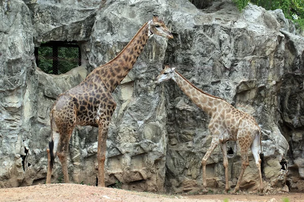 Girafa — Fotografia de Stock