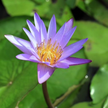 Lotus çiçeği.
