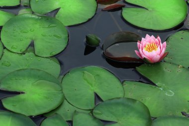Lotus çiçeği. 