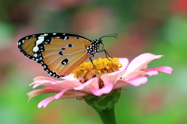 Mariposa. — Foto de Stock