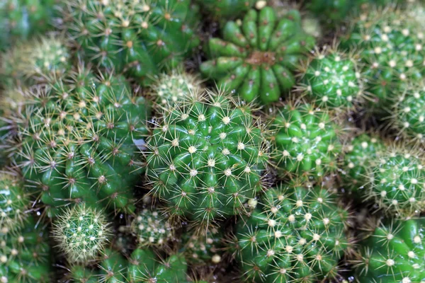 Cactus — Foto de Stock