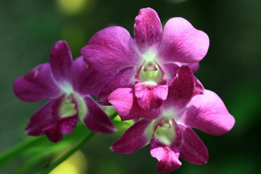 Orkide çiçek