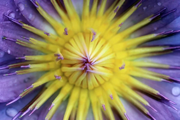 Flor de loto —  Fotos de Stock