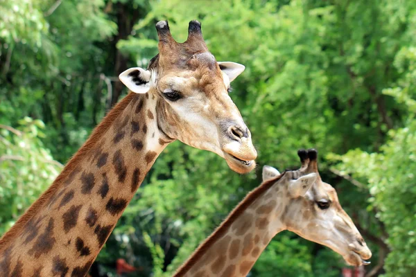 Жираф — стоковое фото