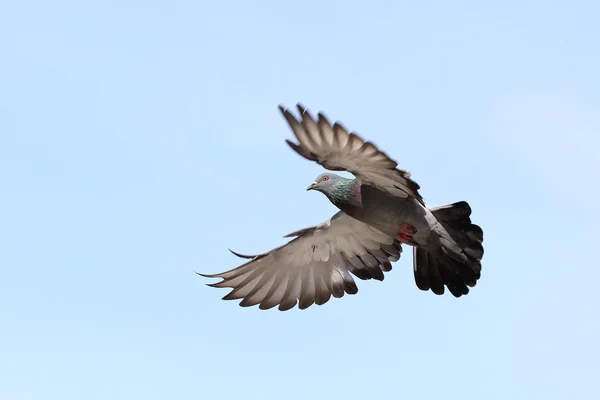 Flying pigeon — Stock Photo, Image