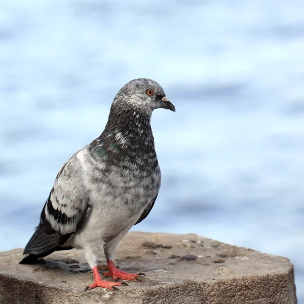 Pombo — Fotografia de Stock