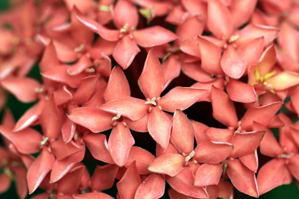 Red Ixora or rubiaceae — Stock Photo, Image