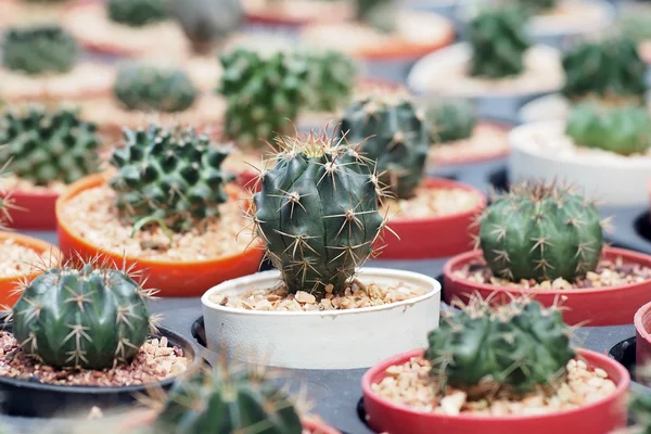 Cactus — Foto de Stock