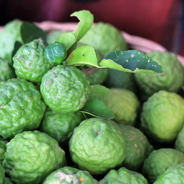 Lima sanguijuela — Foto de Stock