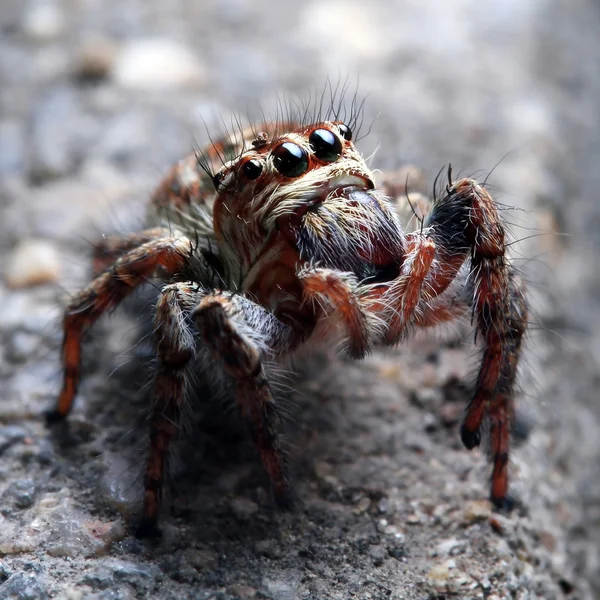 Örümcek — Stok fotoğraf