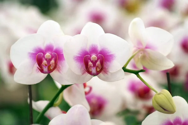 Flor de orquídea — Fotografia de Stock