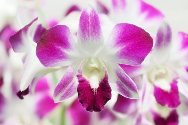 Orkide çiçek