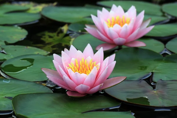 Flor de loto — Foto de Stock