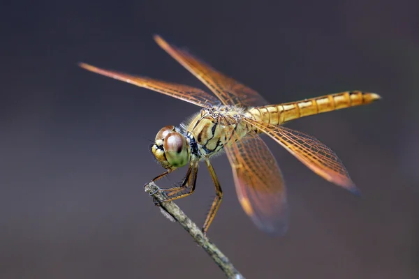 Schöne Libelle — Stockfoto