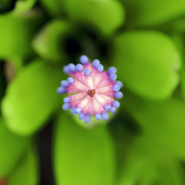 Rosa azul Aechmea — Foto de Stock