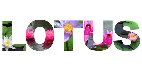 Λέξη lotus — Φωτογραφία Αρχείου