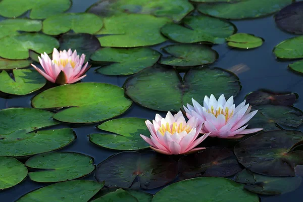 Lotus floare — Fotografie, imagine de stoc