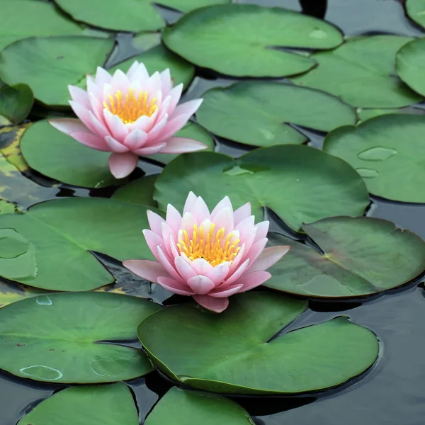 Flor de lótus — Fotografia de Stock