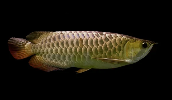 Arowana — стокове фото