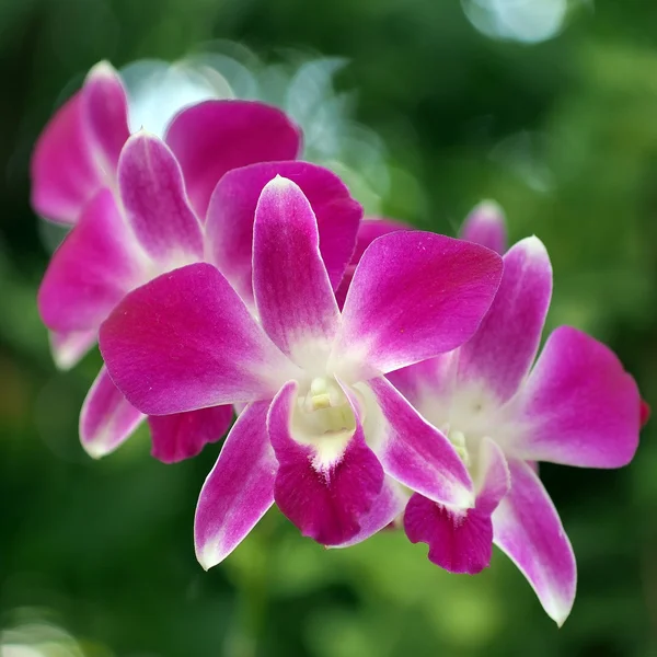 Flor de orquídea — Fotografia de Stock