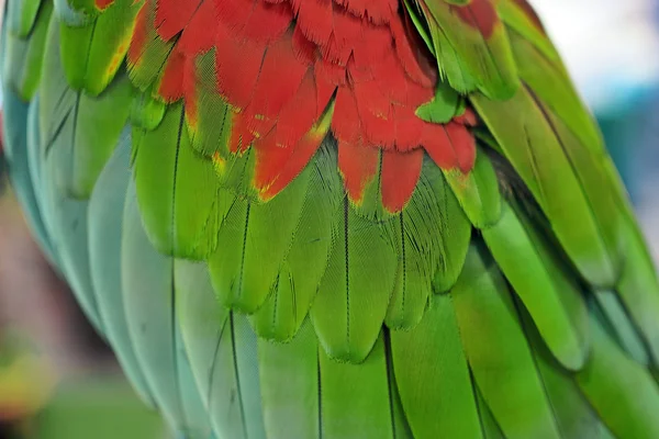 コンゴウインコ オウムの羽 — ストック写真