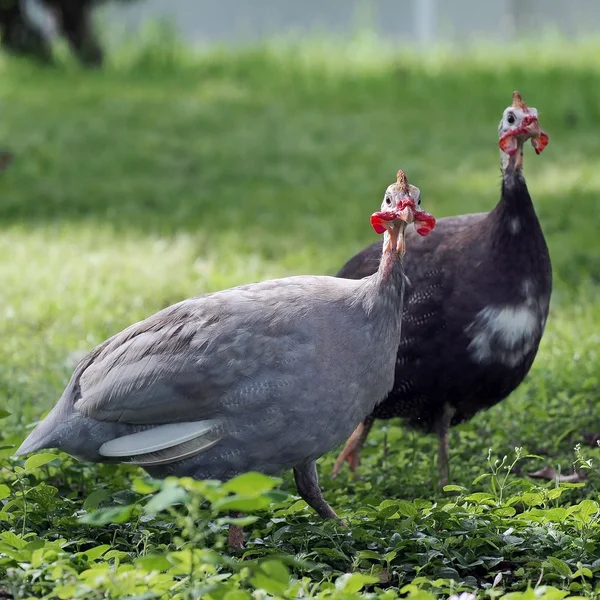 七面鳥 — ストック写真