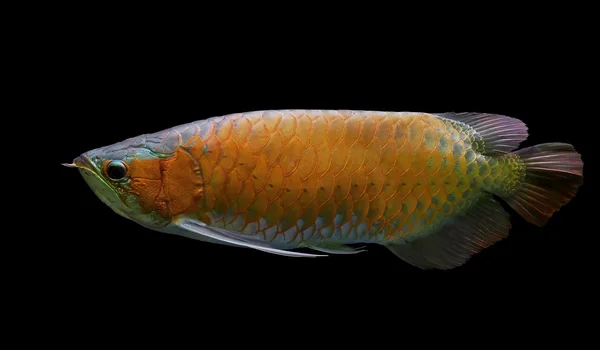 Arowana — Stok fotoğraf