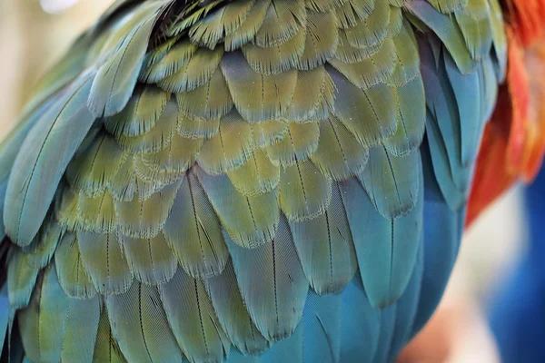 Plume de perroquet — Photo