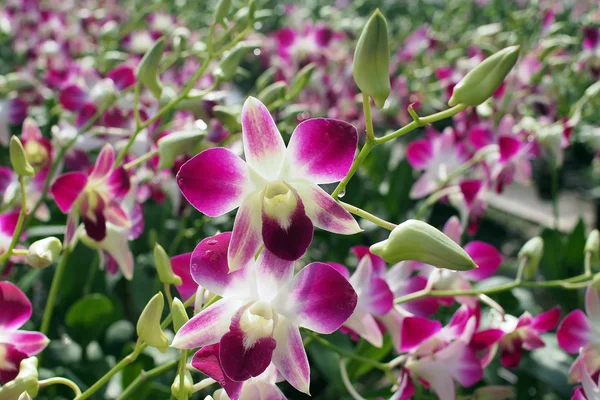 Flor de orquídea — Foto de Stock