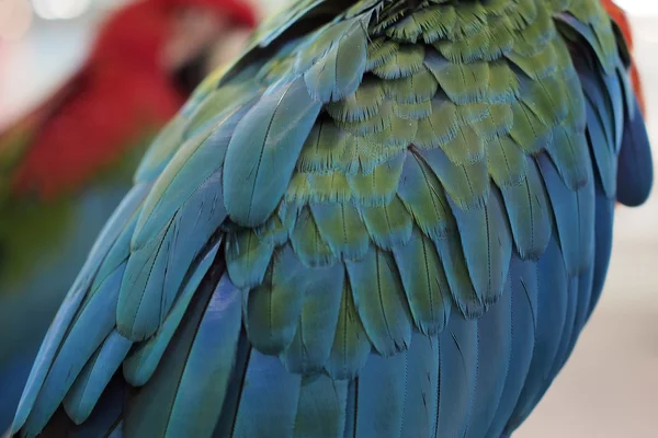 Pena de papagaio-arara — Fotografia de Stock