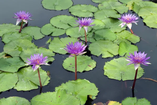 Flor de loto — Foto de Stock